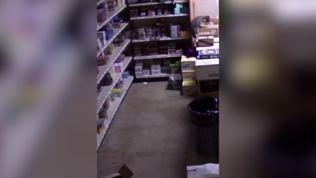 Alkoholinių gėrimų parduotuvėje užfiksuotas girtas meškėnas: buvo nuvežtas į prieglaudą, kad išsiblaivytų