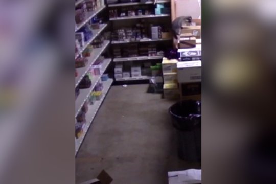 Alkoholinių gėrimų parduotuvėje užfiksuotas girtas meškėnas: buvo nuvežtas į prieglaudą, kad išsiblaivytų