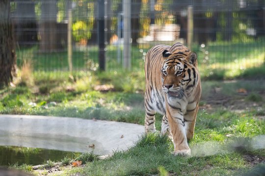 Paskutinė proga šiemet: kviečia nemokamai aplankyti Lietuvos zoologijos sodą