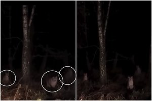 Alytaus r. – kvapą gniaužiantis vaizdas: prie pat namų sutiko visą lūšių šeimyną