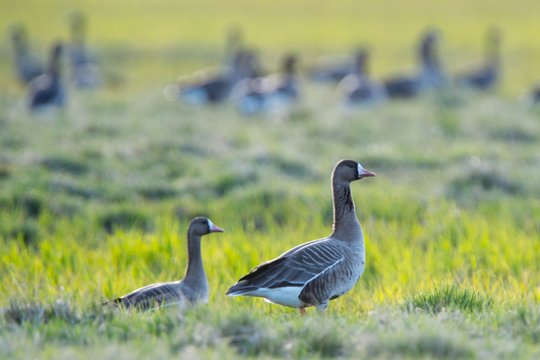 Žąsų maitinimas baigėsi tragiškai: pulkas paukščių Teksase užpuolė moterį, ji gydoma ligoninėje
