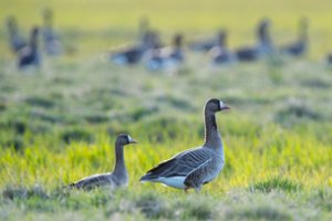 Žąsų maitinimas baigėsi tragiškai: pulkas paukščių Teksase užpuolė moterį, ji gydoma ligoninėje