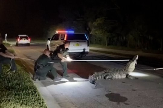 JAV viduryje gatvės užfiksuotas 4 metrų ilgio aligatorius: paviešino roplio sučiupimo vaizdus 