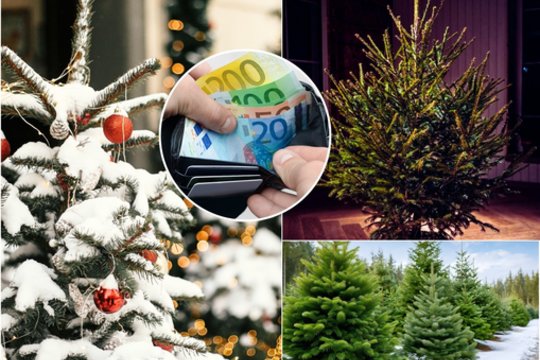 Vogtų miško eglučių era išblėso: kainos nesikandžioja, o pasirinkt yra iš ko