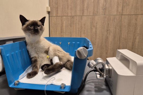 Rastas gražus katinėlis netrukus labai sunkiai pasiligojo: šaukiasi pagalbos