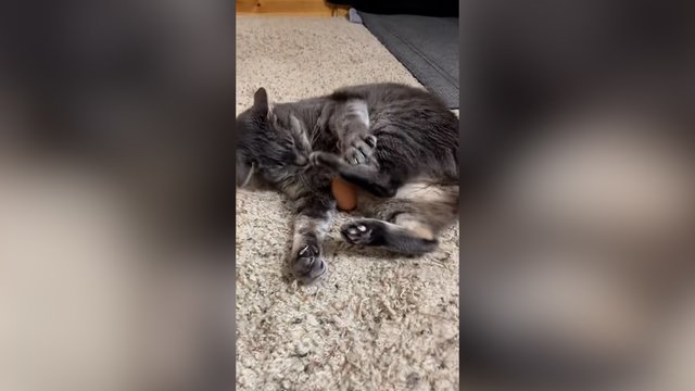 Galvosūkiu virtęs kiaušinis privertė keistai elgtis: viskas baigėsi smūgiais sau