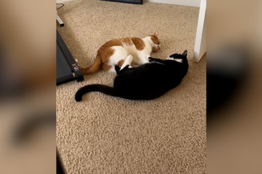 Tokios tingios kovos nebūsite matę: keturkojai nusprendė energijos neeikvoti