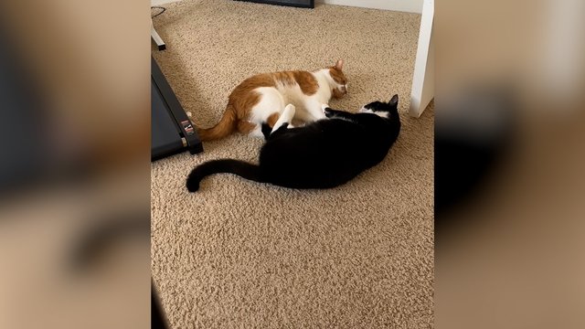 Tokios tingios kovos nebūsite matę: keturkojai nusprendė energijos neeikvoti