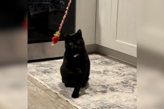 Žaidimai virto hipnozės seansu: pamatykite, kaip tai atrodė