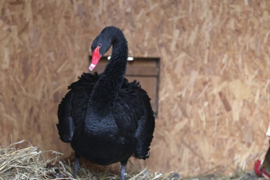 Rokiškyje – vieno iš miesto simbolių netektis: nugaišo juodasis gulbinas Atilas