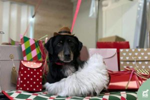 11 kg laimės ir meilės trokšta rasti savo žmogų: bus pats geriausias ir ištikimiausias draugas