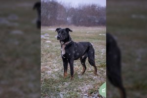 Žmogiško vardo 25 kg juodasis gražuolis laukia žmogaus, su kuriuo visa širdimi leistųsi į gyvenimo nuotykį