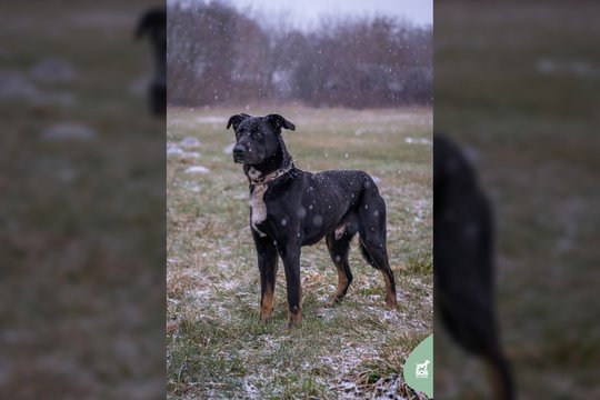 Žmogiško vardo 25 kg juodasis gražuolis laukia žmogaus, su kuriuo visa širdimi leistųsi į gyvenimo nuotykį