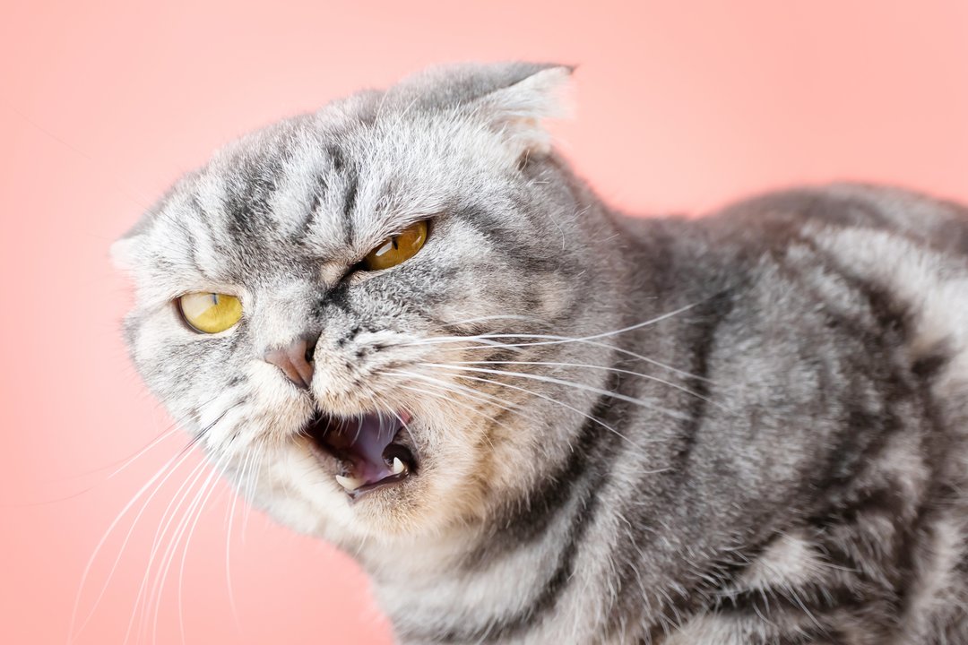 Geruoju nesibaigs: 15 pikčiausių kačių veislių – ekspertai perspėja