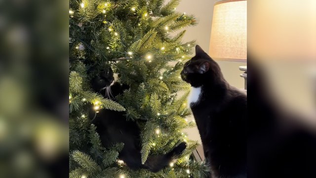 Šventinis laikotarpis neapsieina be kivirčų: nepasidalinę eglutės katinai kibo į atlapus