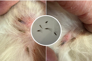 Šunų veisėja iš Kauno įspėja Lietuvos žmones: šie augalai kieme – mirtinas pavojus augintiniams