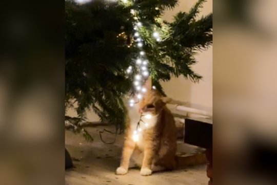 Kaip atrodo Kalėdų eglutės puošimas su katino „pagalba“: keturkojui tai prilygo žaidimų aikštelei