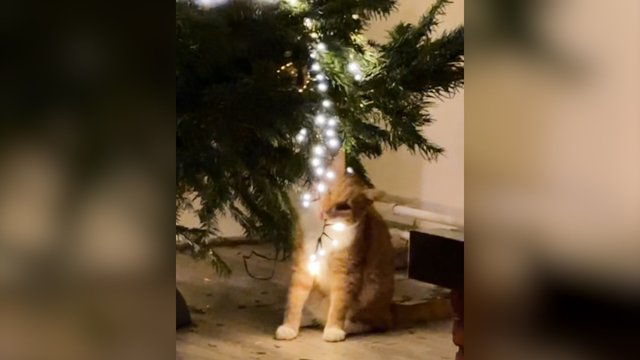 Kaip atrodo Kalėdų eglutės puošimas su katino „pagalba“: keturkojui tai prilygo žaidimų aikštelei