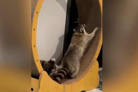 Su tokiu kompanionu sportas tapo tikru iššūkiu: teko bėgti už du