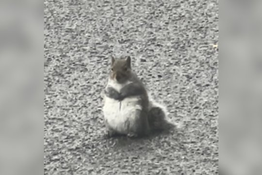 Eismą sustabdė netikėtas apsauginis: neįmanoma atsispirti jo mielumui