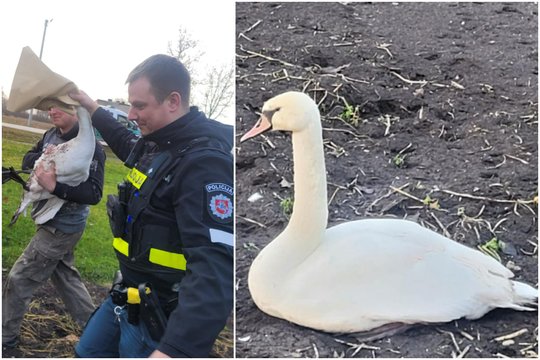 Sužalotai gulbei – į pagalbą: pareigūnai dėkojo už žmonių neabejingumą
