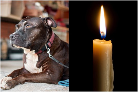 Tragiška nelaimė: septyni šeimos šunys mirtinai sudraskė senelį ir 3 mėn. anūkėlę