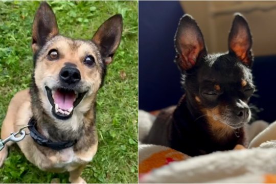 „SOS gyvūnai“ pasidalijo, kiek daug gali meilės kupini namai: buvę atstumti tapo mylimais šeimos nariais