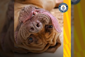 Išskirtinis atvejis pasaulyje: šuns liežuvio ilgis – rekordinis