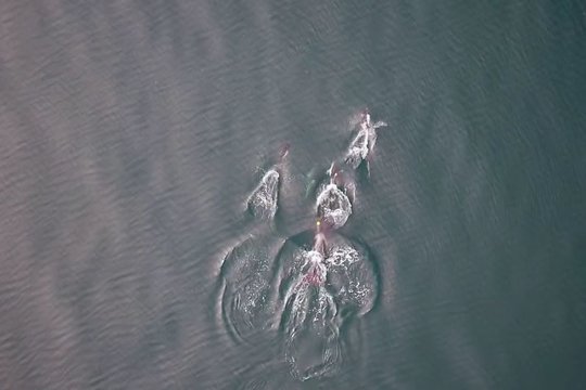 Netikėtas atradimas: vardan skanių pietų orkos susidraugavo su delfinais