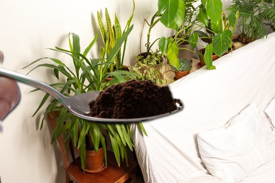 Šią klaidą daro tūkstančiai kambarinių gėlių augintojų: biologė perspėja dėl populiaraus tręšimo būdo