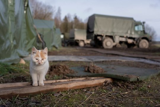 Kas murkia Lietuvos–Baltarusijos pasienyje? Istorija, kuri ištirpdė tūkstančius širdžių