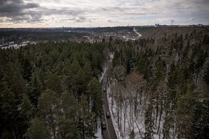 Praėjusios kadencijos metu 120 verslų ir organizacijų siekė daryti įtaką miškų politikai
