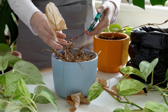 Atrodo rūpinatės, bet darote žalą: žiemos klaidos, kurios pražudo kambarinius augalus