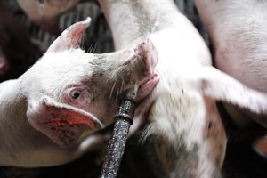 Kinija 5 metams įves antidempingo muitus kiaulienai iš ES