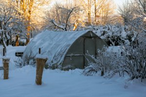 Sergantys augalai pavasarį – ženklas, kad darže padaryta esminė klaida: kokia
