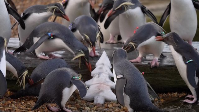 Smalsumą ugdančios Kalėdos zoologijos sode: dėl skanėstų gyvūnams teko pasukti galvas