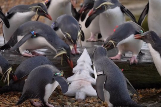 Smalsumą ugdančios Kalėdos zoologijos sode: dėl skanėstų gyvūnams teko pasukti galvas