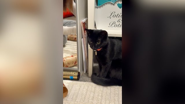 Dovanų pakavimo procesu augintinis neliko sužavėtas: garsai privertė keistai elgtis