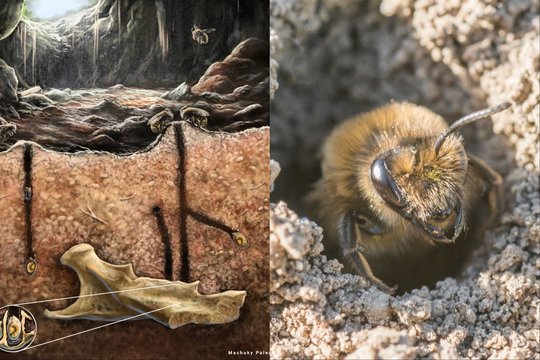 Netikėta: senovinės bitės buvo įsikūrusios dantų ir kaulų ertmėse