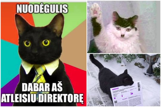 Po Seimo sprendimo A. Širinskienės katinas Nuodėgulis internete tapo tikra žvaigžde: pasipylė memų jūra