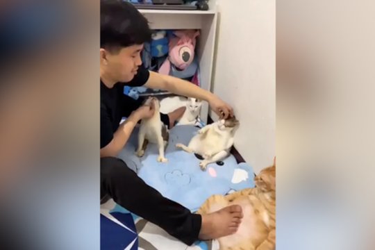 Galėjo pasijusti lyg tikrame SPA: per procedūrą katės nė nekrustelėjo