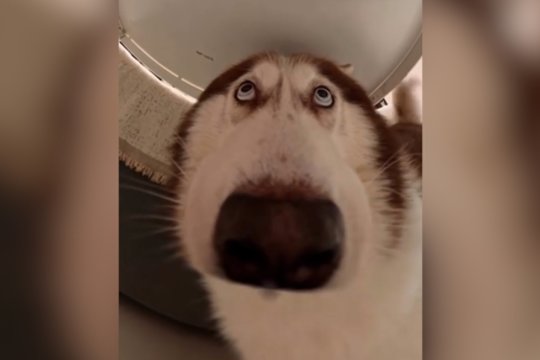 Haskiui uždėjus 360 kamerą – rezultatas išvers iš kojų: neatrodė panašus į save