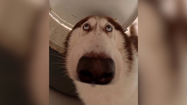 Haskiui uždėjus 360 kamerą – rezultatas išvers iš kojų: neatrodė panašus į save