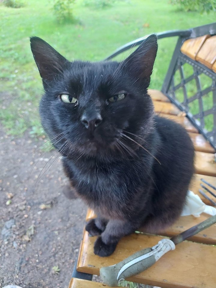 Katinas Nuodėgulis<br> A.Širinskienės nuotr.