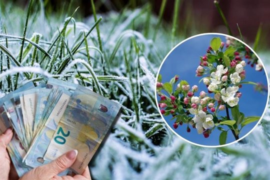 Pritrūko pinigų sodų ir uogų augintojų kompensacijoms: kaip padalins