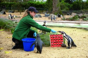 Pamatykite, kaip advento dienas skaičiavo pingvinai: džiugino ypatingomis dovanomis