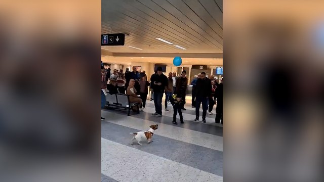 Kai iki skrydžio amžinybė – padės tik balionas: šuo sudomino būrį žmonių