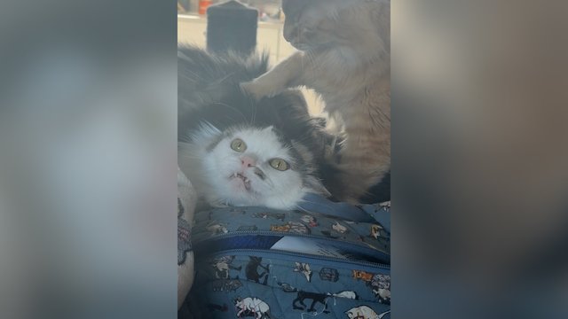 Poilsis kaipmat pavirto košmaru: nesuabejosi, ką galėtų reikšti toks katino žvilgsnis