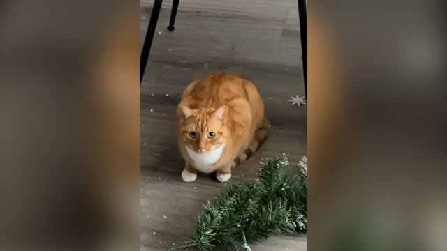 Pasiruošimas šventėms virto tikra katastrofa: įtariamasis net nebandė sprukti