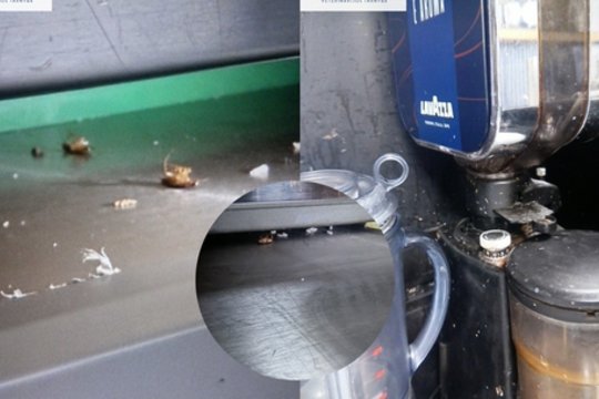 Viename žinomų restoranų – VMVT tikrinimai: visose maisto tvarkymo patalpose aptikti tarakonai